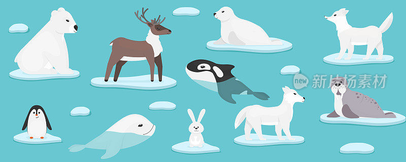 Arctic marine animals